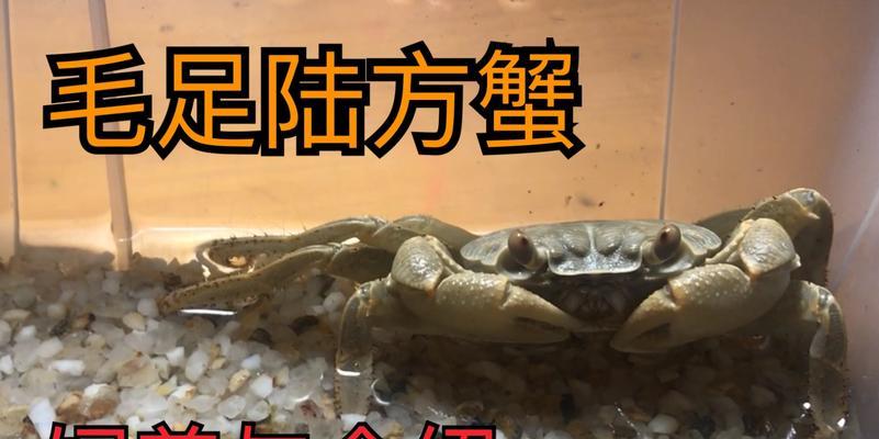 毛足鼯鼠的饲养方法（科学养护让毛足鼯鼠健康成长）