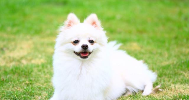 博美犬的全面饲养指南（从喂食到训练，轻松掌握养犬技巧）