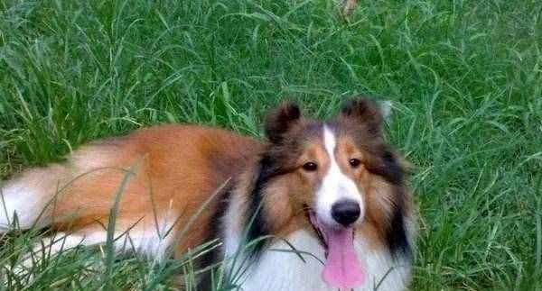 如何正确饲养喜乐蒂牧羊犬（从饲养环境、食物、运动等方面详解）