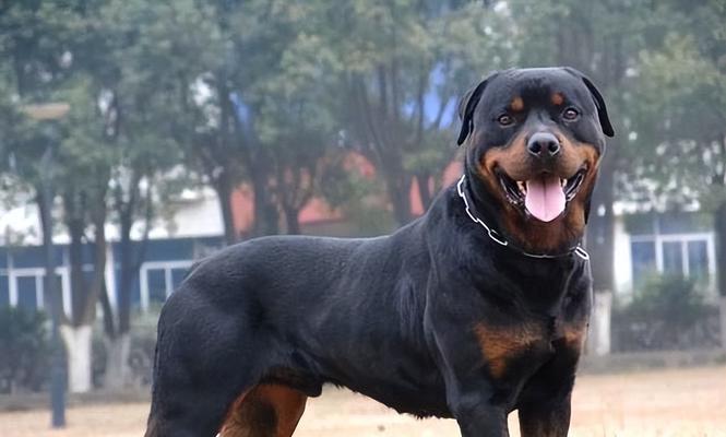 洛威拿犬的饲养方法（了解洛威拿犬，科学养护健康成长）
