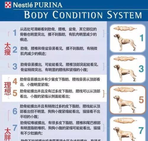 缘翘陆龟的饲养方法详解（掌握这15点，让你的缘翘陆龟健康成长）