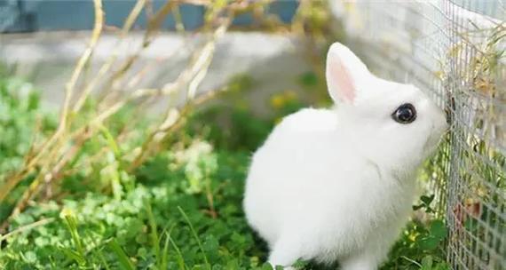 小兔猼的饲养方法（从营养、栖息环境、健康保健等多个方面为您详细介绍！）