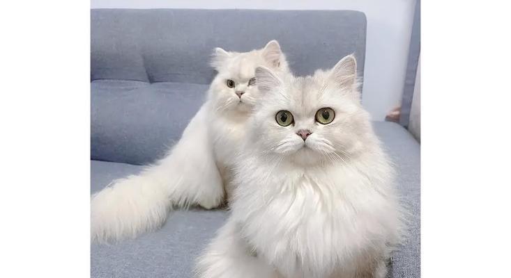 金吉拉猫饲养全攻略（了解金吉拉猫，给它最好的生活）