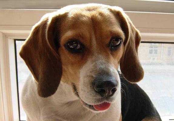哈利犬的饲养全攻略（了解哈利犬，让它健康快乐成长）