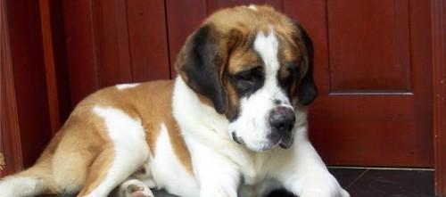 圣伯纳犬饲养指南（照顾你的圣伯纳犬，让它健康快乐成长）