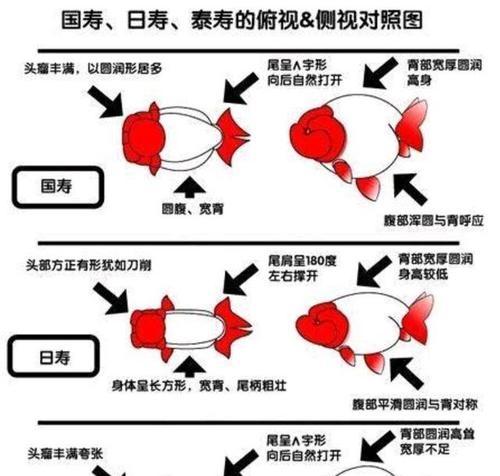 如何正确饲养黄金螺（从选购到养护全方位指导）