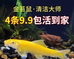 彩虹鲨的饲养全攻略（宠爱你的小可爱，让它健康成长）