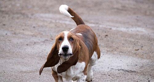 如何科学养护巴吉度猎犬（巴吉度猎犬饲养全指南）