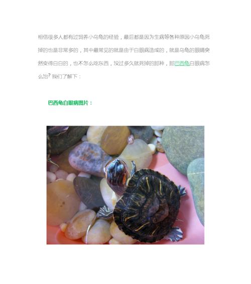 马达加斯加大头侧颈龟的饲养方法（以宠物为主，打造温馨家庭）