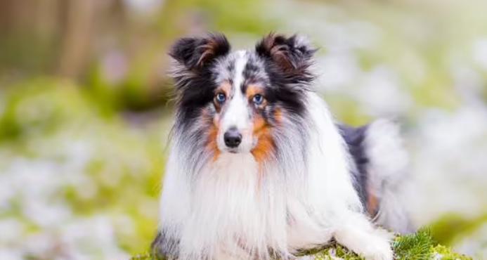 喜乐蒂牧羊犬的全面饲养指南（喜乐蒂牧羊犬的特征、营养、训练和健康）