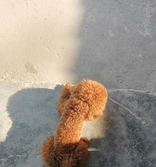 涂金缎毛天竺鼠的饲养方法（如何养护健康的涂金缎毛天竺鼠）