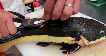 红尾鲶的饲养方法（打造健康活力的水族馆）