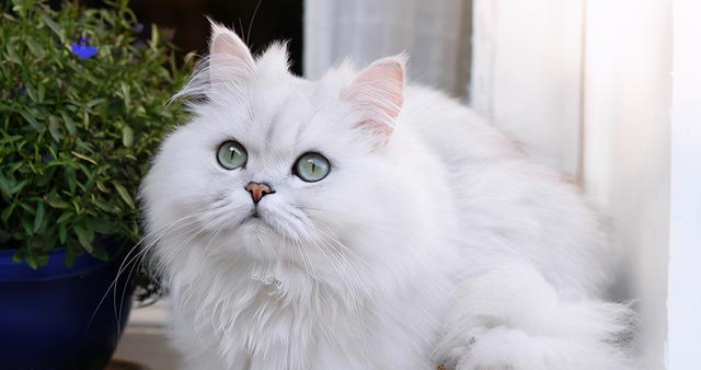 如何饲养金吉拉猫？（关注宠物健康，从正确饲养开始）