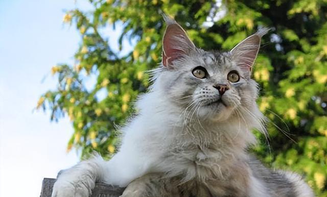 养护缅因猫的专业技巧（全方位指南让你成为优秀的缅因猫饲主）