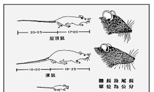 狨鼠的饲养方法（详解如何正确饲养可爱的狨鼠）
