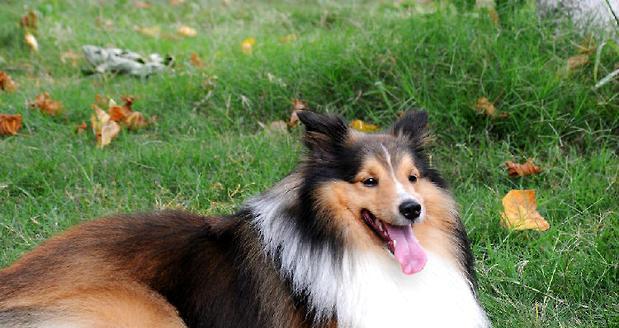 喜乐蒂牧羊犬的饲养方法——如何养好你的喜乐蒂牧羊犬