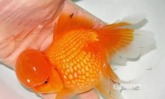 红白珍珠鳞饲养全攻略（一文教你如何养活红白珍珠鳞，让它们健康成长）