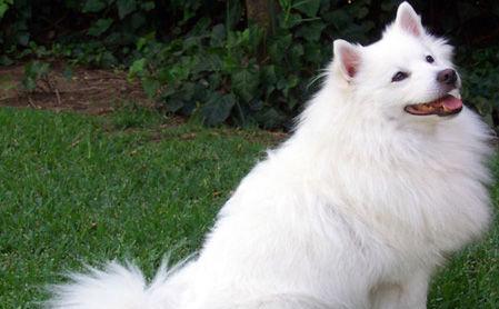 美国爱斯基摩犬的饲养方法（宠爱你的爱斯基摩犬，做负责任的主人）