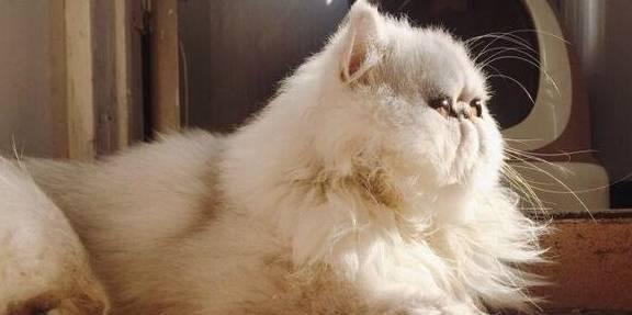 金吉拉猫的饲养方法（做好宠物猫的生活细节，让金吉拉猫健康成长）