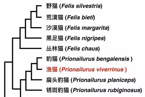 如何饲养黑裙鱼（打造健康宠物水族馆，关注黑裙鱼的饲养与健康）