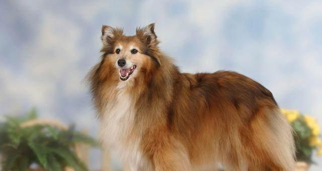 如何正确饲养喜乐蒂牧羊犬？（掌握关键技巧，打造幸福宠物生活）