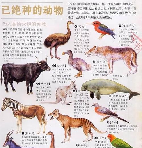如何饲养褐黄沼泽雀（以宠物为主的全面指南）