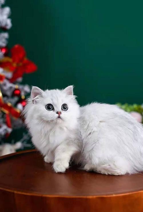 金吉拉猫的饲养方法（如何打理你的毛茸茸好伙伴？）