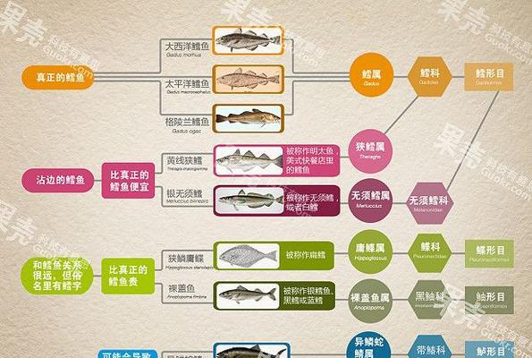史氏岩兔的饲养方法（打造健康、快乐的小岩兔家园）