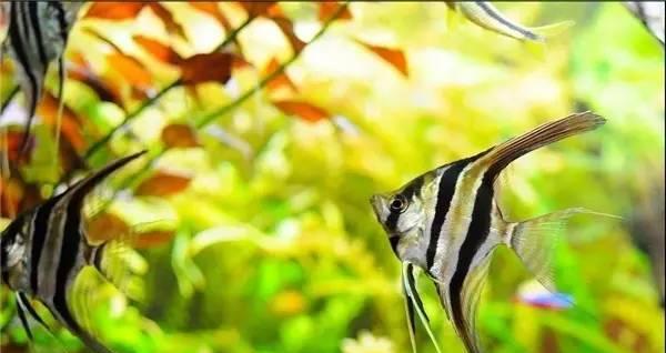 彩虹鲨的饲养方法——打造独特水族馆（精选珊瑚石和水草，营造理想栖息地）