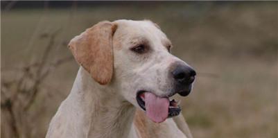 英国猎狐犬饲养指南（了解你的猎狐犬，做一个负责任的主人）