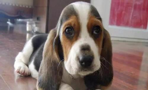 巴吉度猎犬的饲养指南（从喂食到训练，让你的巴吉度猎犬健康成长）