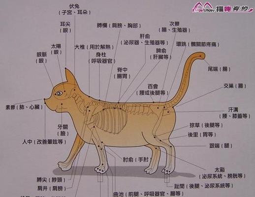 缘翘陆龟的饲养方法（掌握这些关键诀窍，让你的陆龟健康快乐）