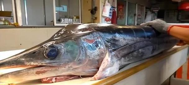美国旗鱼的饲养方法（打造优秀的美国旗鱼鱼缸，从选购、饲料到水质全面解析）