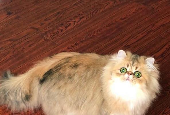 金吉拉猫的饲养方法（宠物家庭必看，了解如何正确饲养金吉拉猫）
