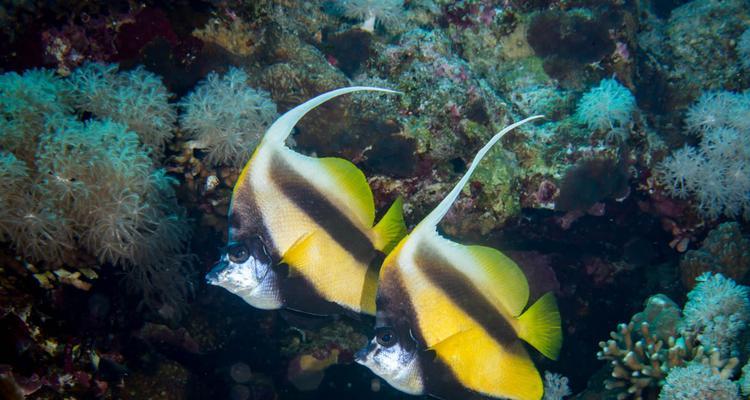 四带马夫鱼饲养全指南（打造健康、美丽的四带马夫鱼水族箱）