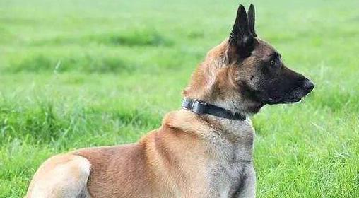 比利时玛利诺犬的完美养护（打造健康快乐的宠物生活）
