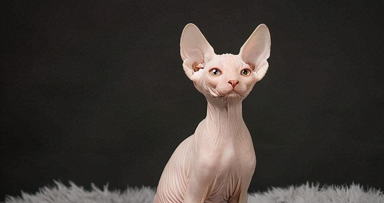 斯芬克斯猫的饲养方法（了解斯芬克斯猫的特点和需求，让你成为优秀的猫奴！）