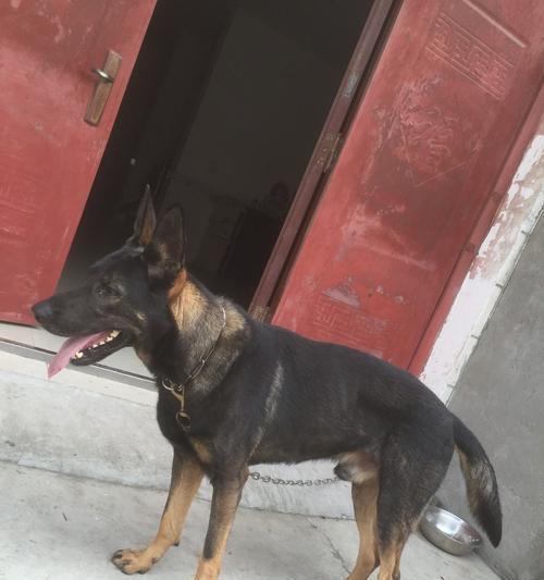 如何饲养中国昆明犬（从宠物到家庭守卫，这是一只多才多艺的犬种）