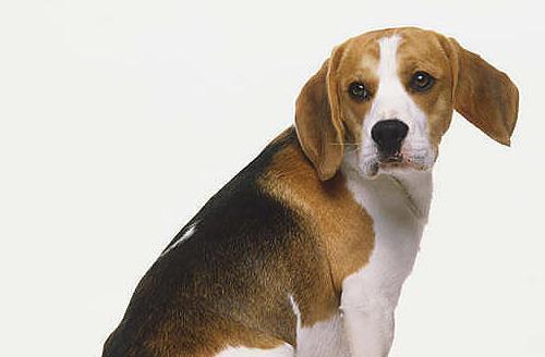 了解哈利犬的饲养方法，打造快乐健康的生活环境（一只哈利犬的幸福生活之道）