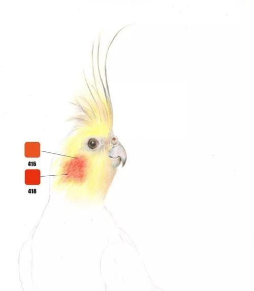 彩绘锥尾鹦鹉的饲养方法（打造美丽可爱的彩绘锥尾鹦鹉宠物生活）