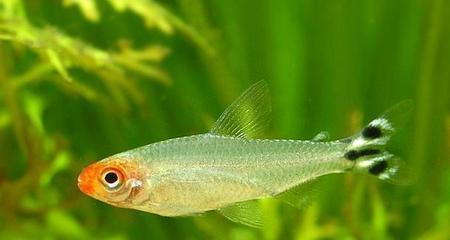 月光鱼的饲养方法（打造舒适健康的水族箱环境）