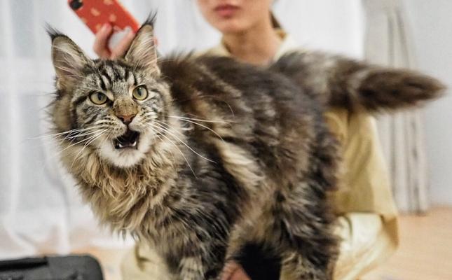 缅因猫的饲养方法（打造快乐健康的缅因猫生活）