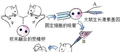 大鼠的饲养方法及注意事项（从饲料到环境，全面了解大鼠的健康饲养）