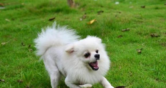 博美犬饲养指南（从幼犬到成年犬的养护全攻略）
