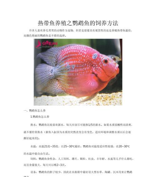 如何科学饲养黑裙鱼（打造健康快乐的黑裙鱼之家）