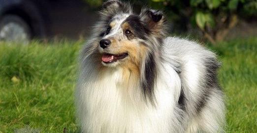 喜乐蒂牧羊犬的饲养方法（了解品种特点，科学饲养）