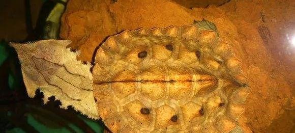 枯叶龟的饲养方法详解（让你的宠物枯叶龟健康成长，享受美好生活）