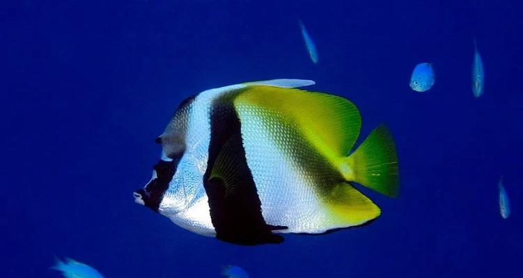 多棘马夫鱼的饲养方法（打造一个健康快乐的水族箱环境）