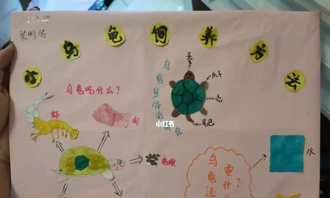 亚洲巨龟的饲养方法（打造舒适的家园，让巨龟健康成长）
