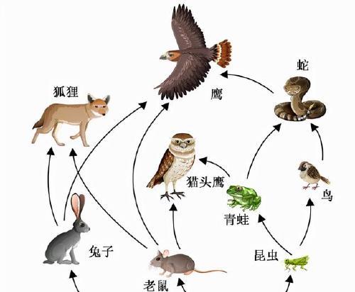 北美负鼠的饲养方法（养殖技巧、营养饲料、环境调节、健康管理）